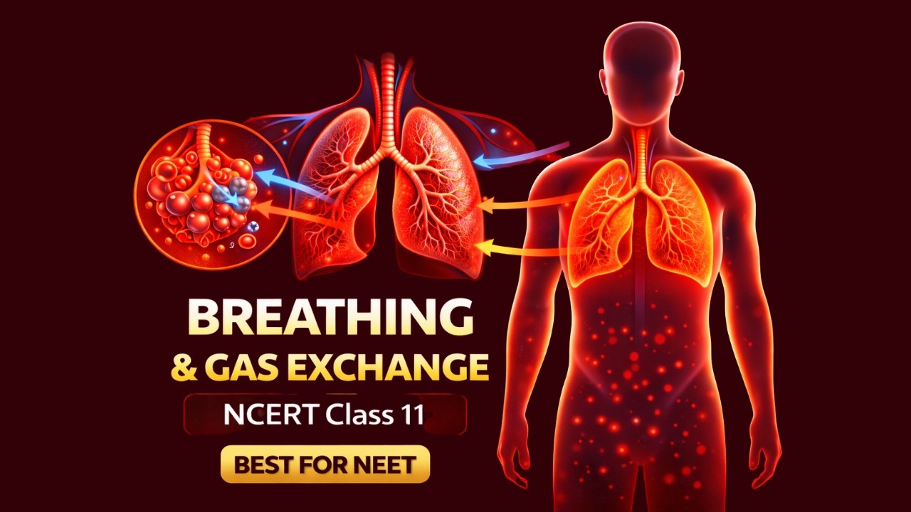 Breathing and Exchange of Gases Class 11th Biology Animated Video Lectures For Neet exam In Delhi NCERT Book CBSE Syllabus Neet Online Coaching