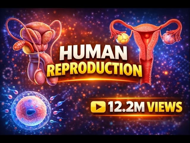 Human Reproduction Video #2 | Neet Biology Animation | Class 12th Biology Animated Video Lecture (Online Neet Coaching)