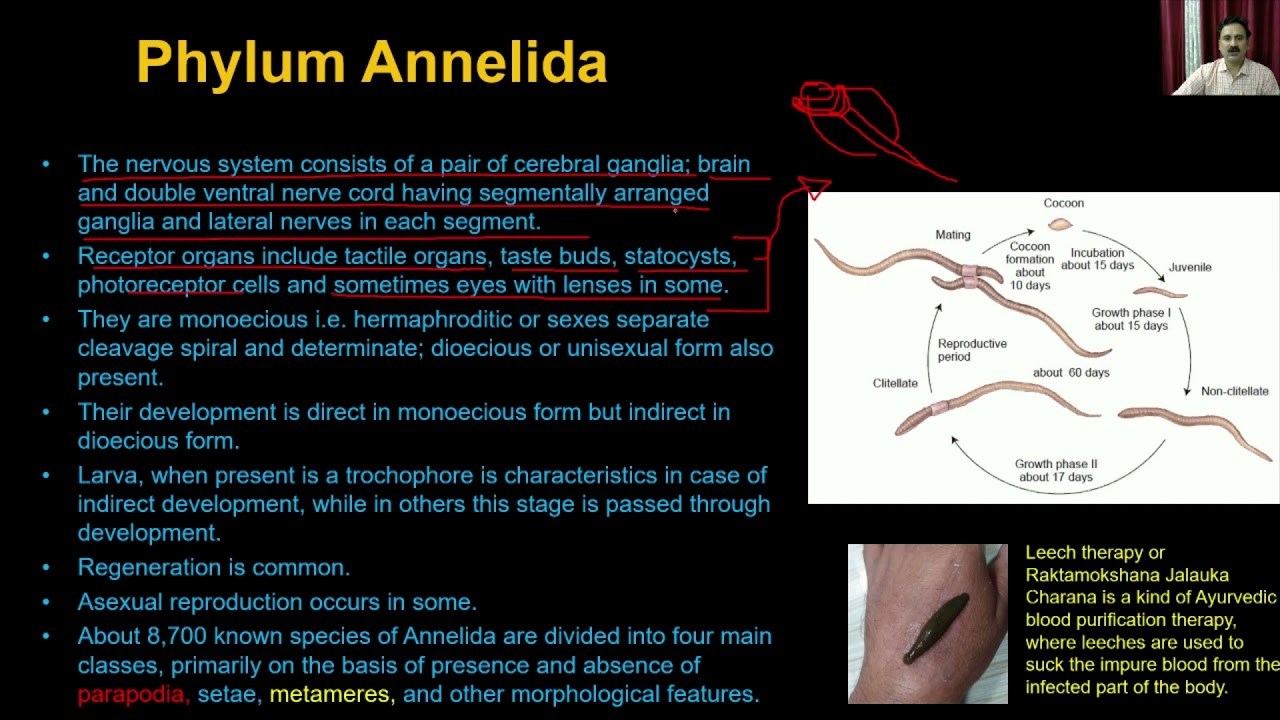 Animal Kingdom Class 11th Biology Video Lectures For Neet exam In Delhi NCERT Book CBSE Syllabus Updated Course