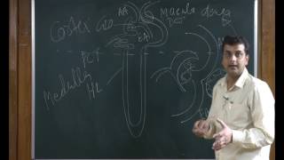 Excretory Products and Their Elimination | Video #3 | Neet Biology | Class 11th Biology Video Lecture (Online Neet Coaching)