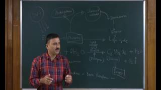 Photosynthesis in Higher Plants Class 11th Biology Video Lectures For Neet exam In Delhi NCERT Book CBSE Syllabus Online Neet Coaching