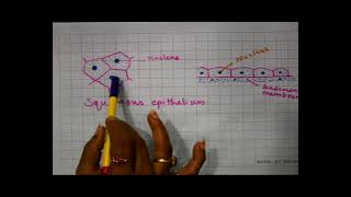 Structural Organisation in Animals Class 11th Biology Video Lectures For Neet exam In Delhi NCERT Book CBSE Syllabus Updated Course
