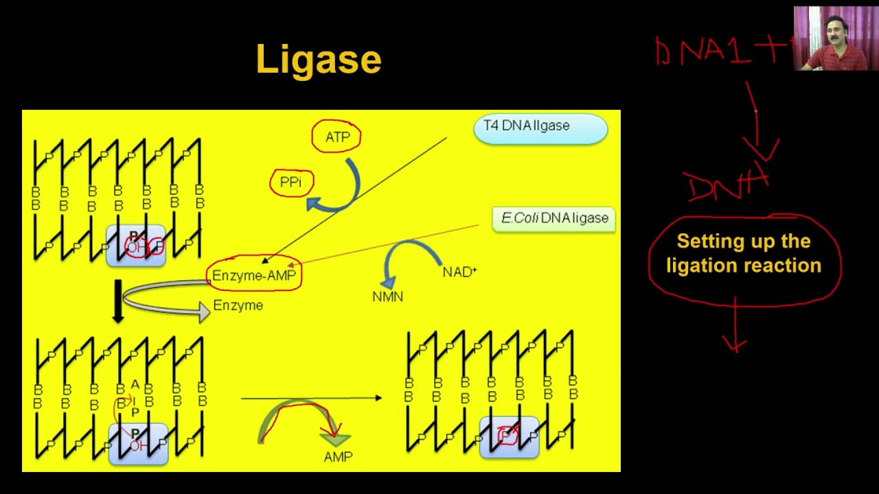 Biotechnology Principles and Processes | Video #3 | Neet Biology | Class 12th Biology Video Lecture (Online Neet Coaching)