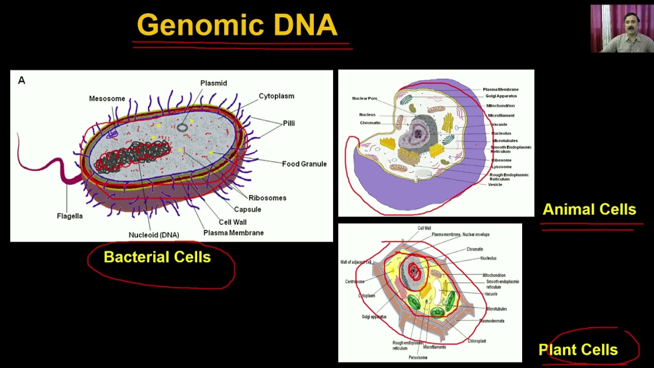Biotechnology Principles and Processes Class 12th Biology Video Lectures For Neet exam In Delhi NCERT Book CBSE Syllabus Online Neet Coaching
