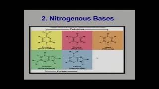 Molecular Basis of Inheritance-Video Lectures For Class 12 Biology Neet Janakpuri, Delhi-Chemistry Neet Class 12 video, Biology Neet Class 12 video lectures, Biology Neet video lectures for Class 12, Biology Neet video for Class 12, video lectures For Biology Neet Class 12, Biology Neet lectures Class 12, Biology Neet classroom lectures Class 12, best Biology Neet video lectures for Class 12, best Biology Neet lectures for Class 12, grade 12 Biology Neet videos, Class 12 Biology Neet chapter 1 video, Class 12 Biology Neet chapter 2 video, Class 12 Biology Neet chapter 3 video, Biology Neet Class 12 video lectures free download, Biology Neet Class 12 animation video, animation video for Class 12, neet, science, coaching classes, tutors, competitive exam preparation, study center, learning center, best coaching, top coaching, online coaching, offline coaching, Study Material, Books, DVDs, Video Lectures